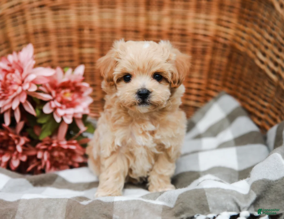Maltipoo dogs for sale: Dominic - Ad 1