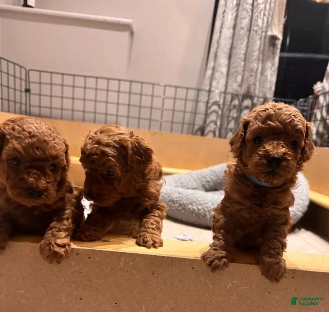 Maltipoo dogs for sale: Maya - Ad 6