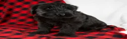 Giant Schnauzer dogs for sale: Angela - Ad 10