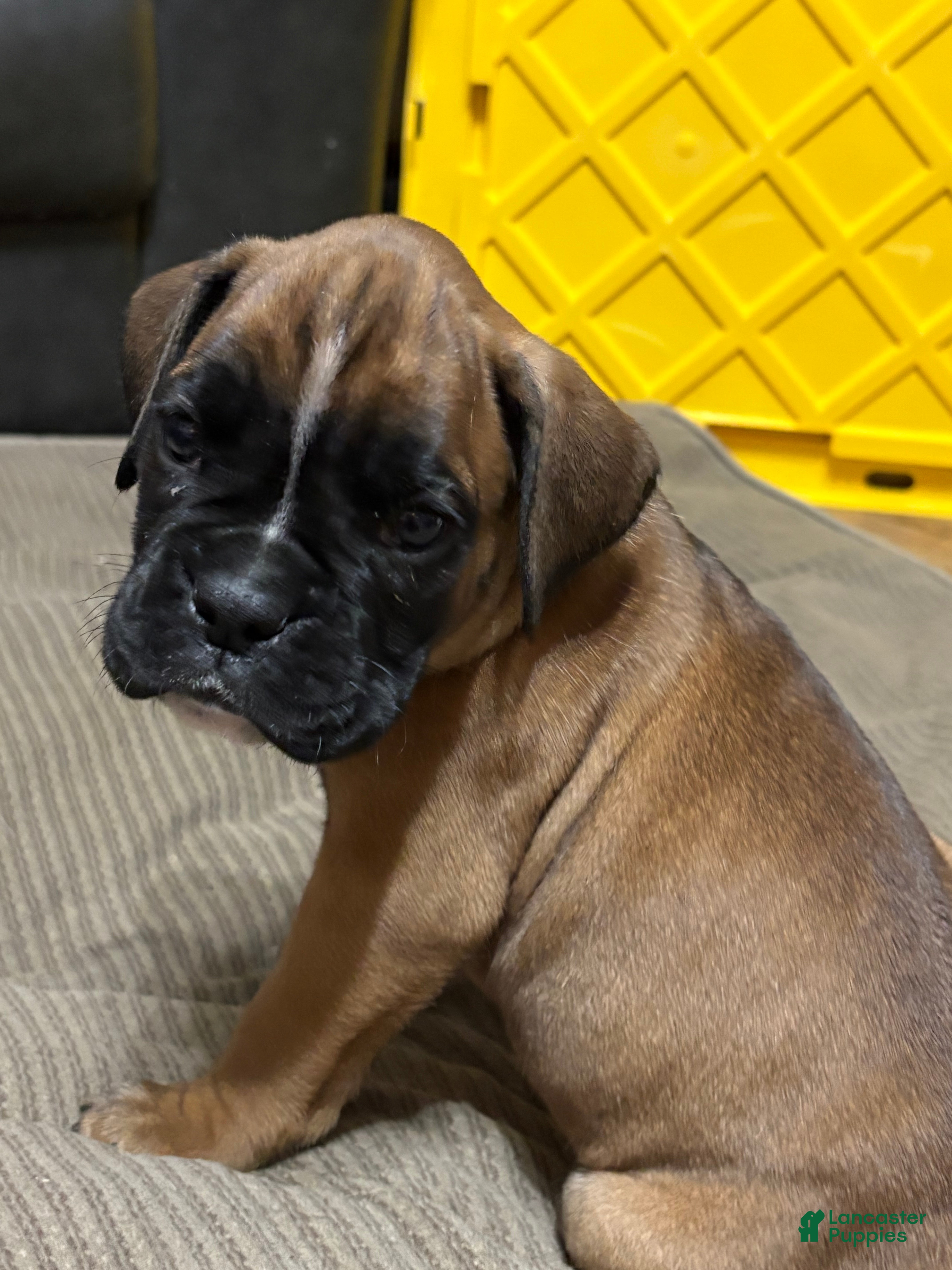 Boxer dogs Buddy - Ad 3