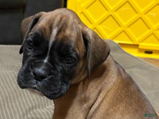 Boxer dogs Buddy - Ad 3