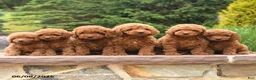 Miniature Poodle dogs for sale: Eddie - Ad 5