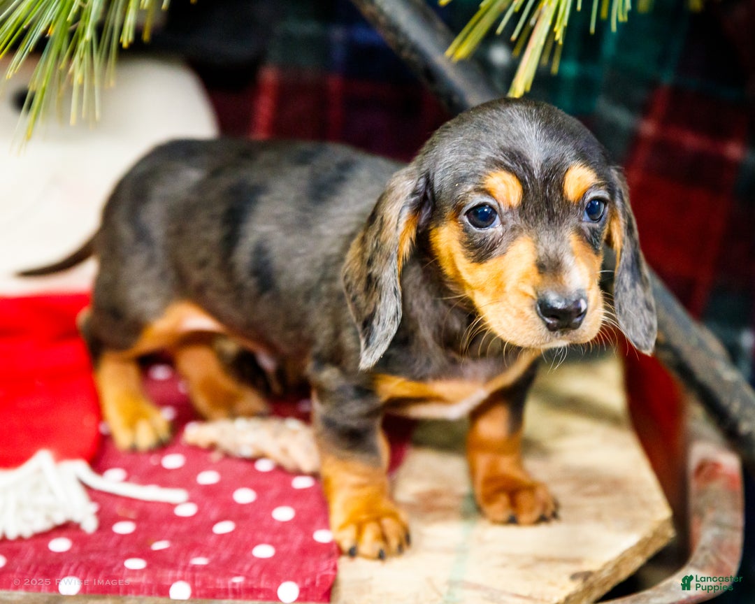 Miniature Dachshund dogs for sale: Stevie - Ad 8