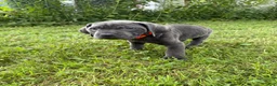 Cane Corso dogs for sale: Cane Corso 8 - Ad 6