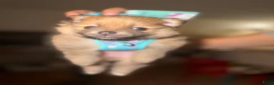 Pomeranian 5