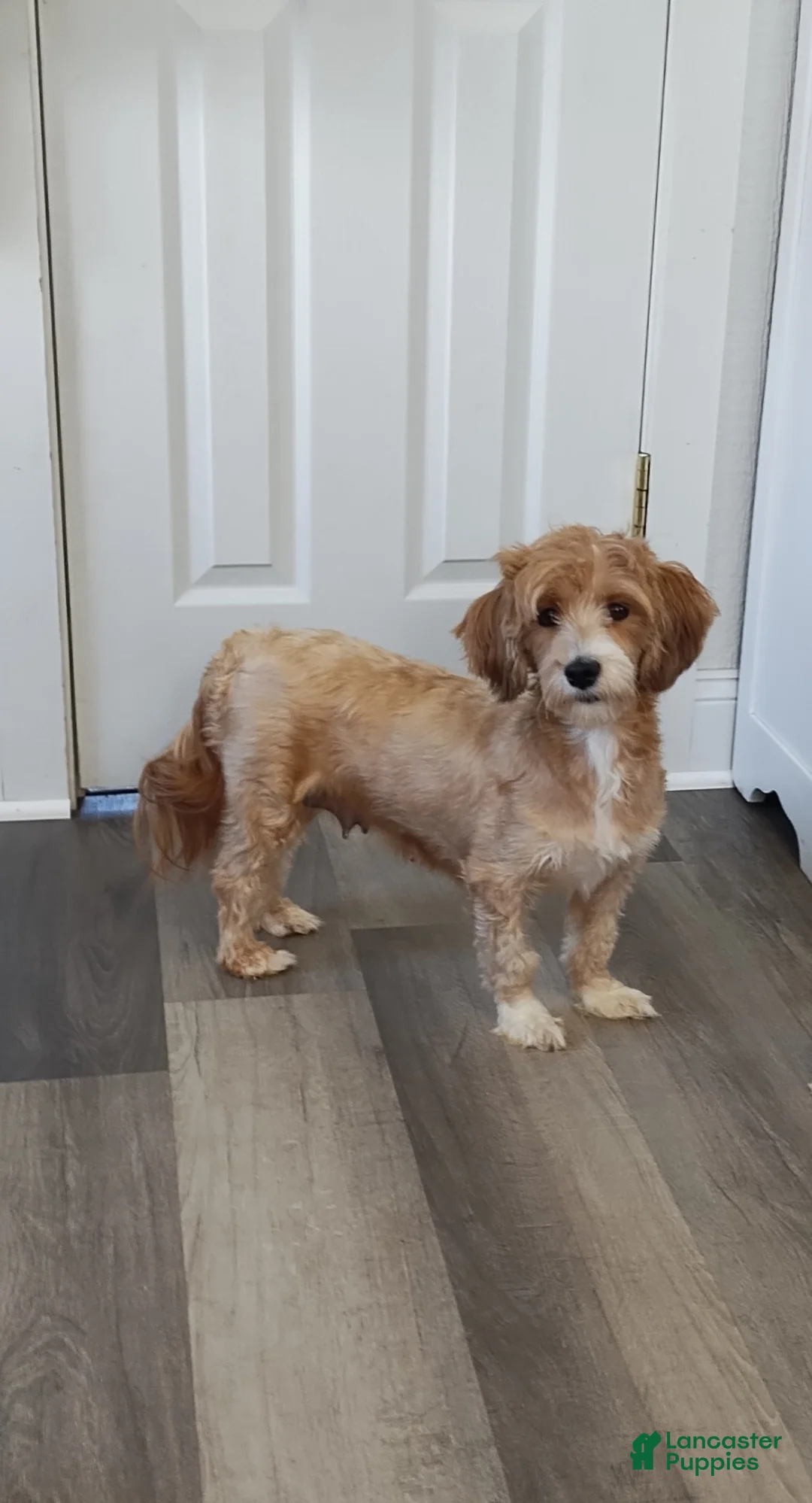 Havanese dogs for sale: Biscuit  - Ad 11