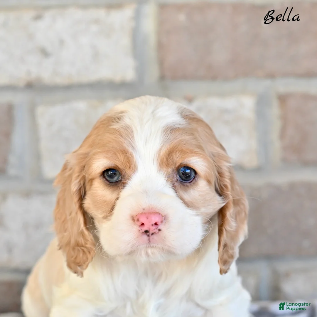 Cocker Spaniel dogs for sale: Bella - Ad 2