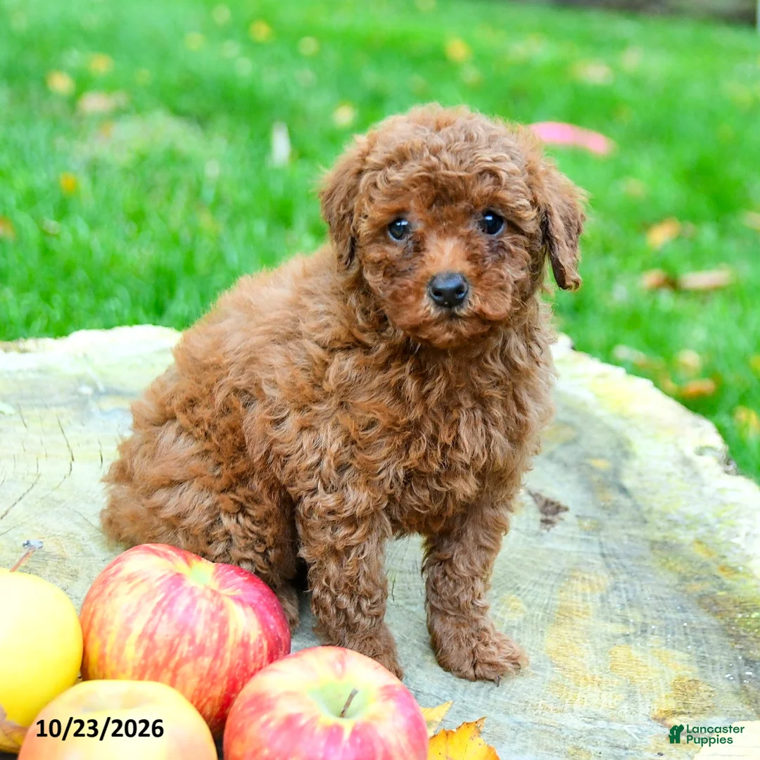 Toy Poodle dogs for sale: Brooke - Ad 2
