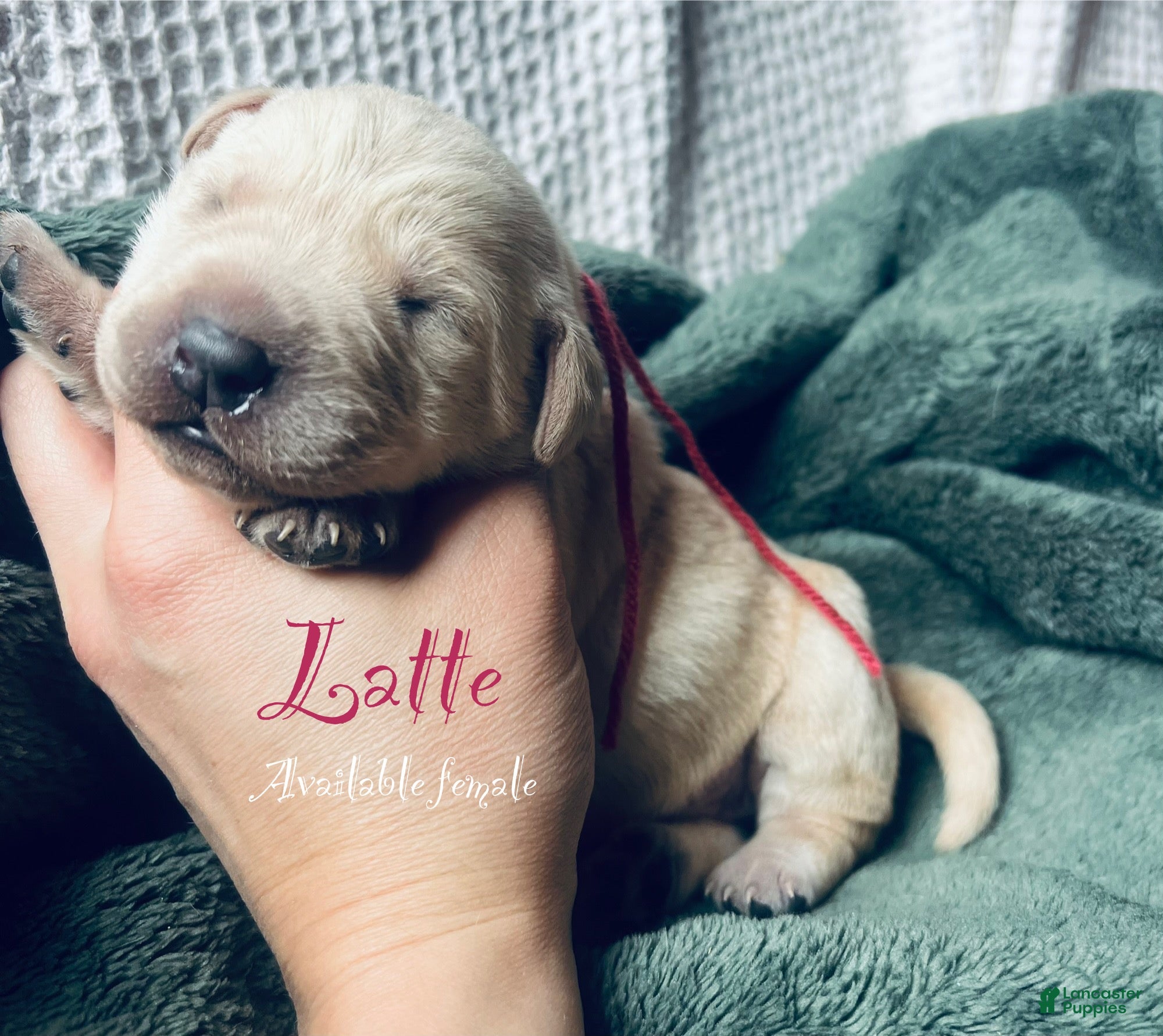 Labrador Retriever dogs Latte - Ad 33