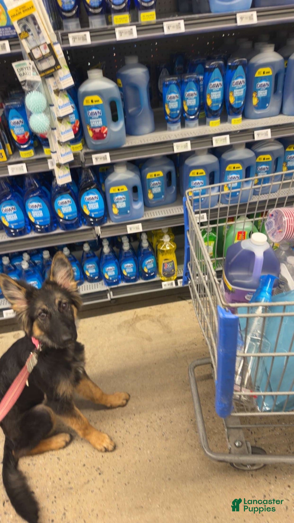 Mixed Breed dogs Luna  - Ad 2