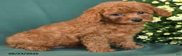 Toy Poodle dogs for sale: Munchkin - Ad 4