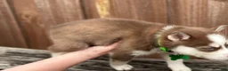 Pomsky dogs for sale: Scout - Ad 3