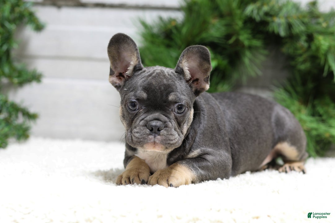 French Bulldog dogs for sale: Jasper - Ad 4