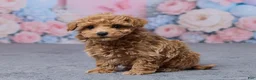 Bichpoo dogs for sale: Tansy - Ad 2