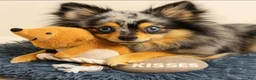 Pomeranian dogs for sale: Pomeranian Puppy 2 - Ad 6