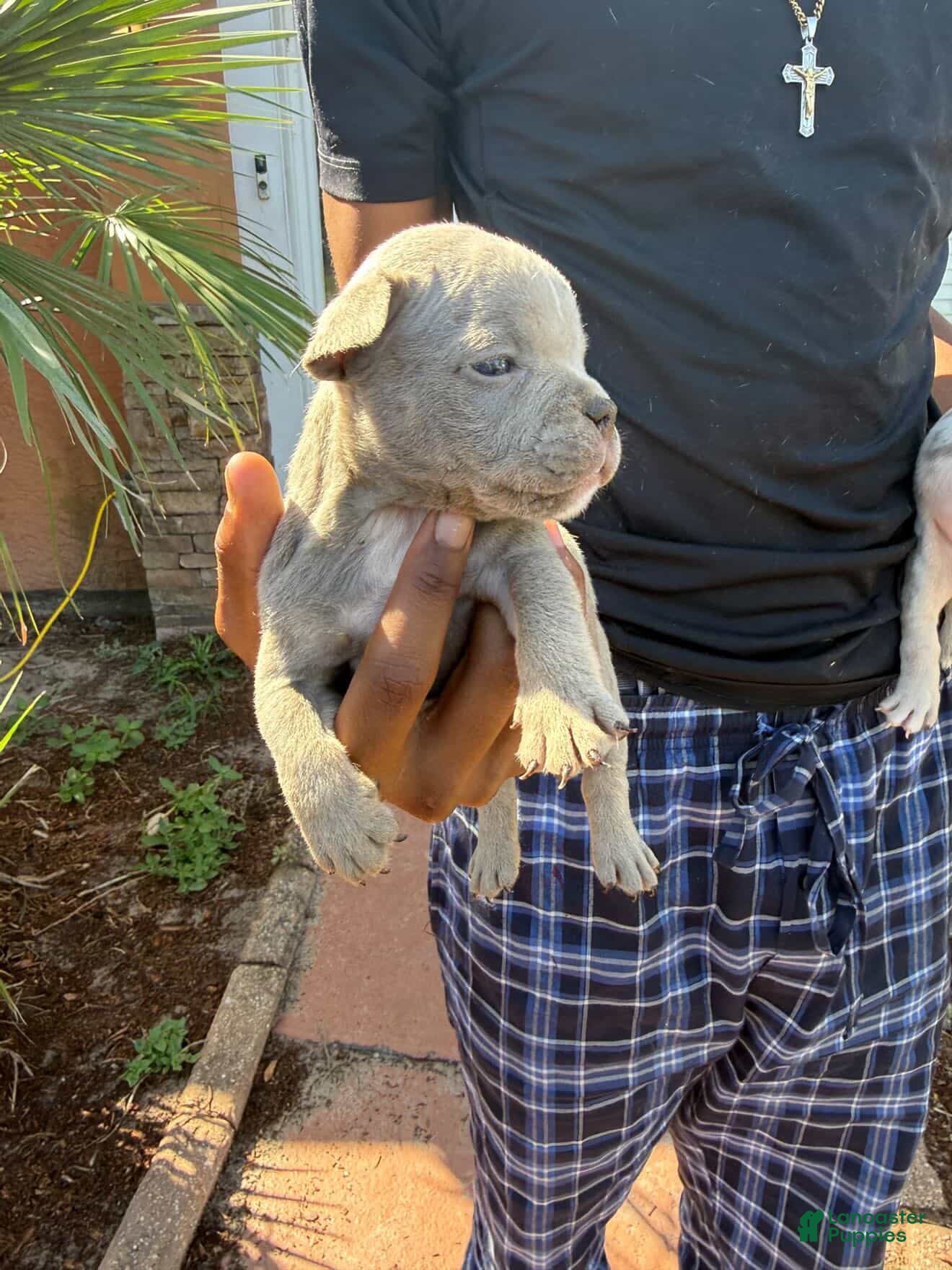 American Bully dogs Female 6 - Ad 41
