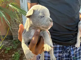 American Bully dogs Female 6 - Ad 41