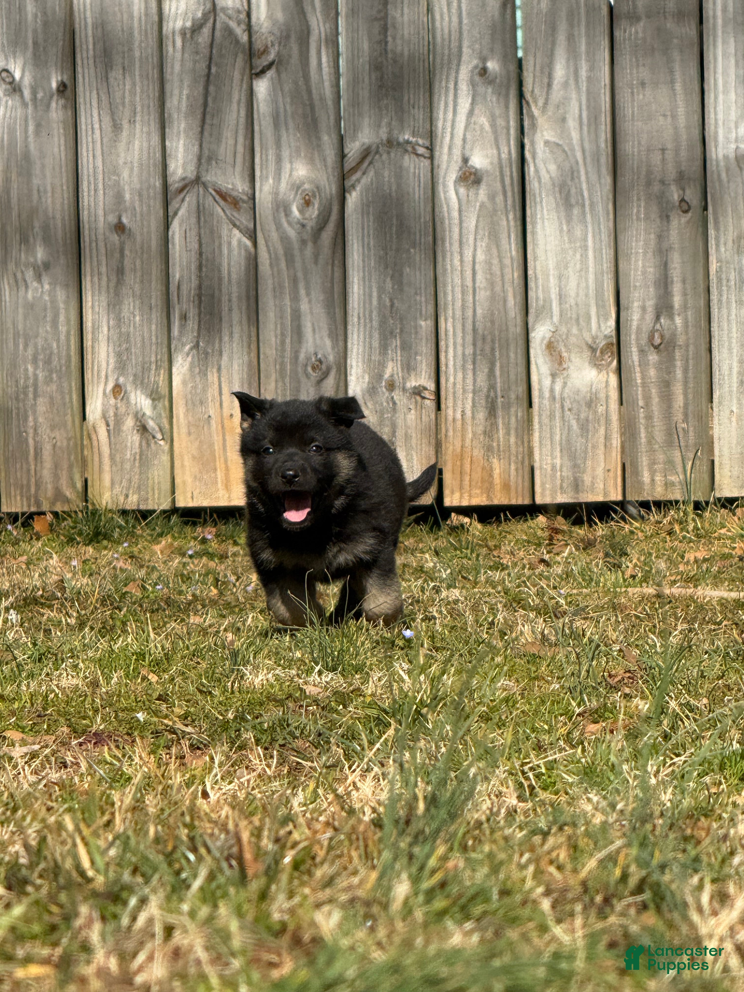 German Shepherd dogs German Shepherd Puppy 5 - Ad 33