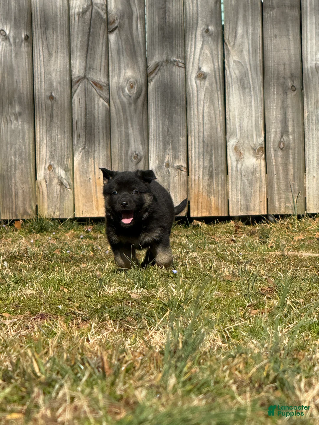 German Shepherd dogs for sale: German Shepherd Puppy 5 - Ad 1