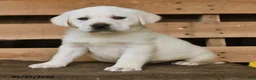 Labrador Retriever dogs for sale: Fiona - Ad 3