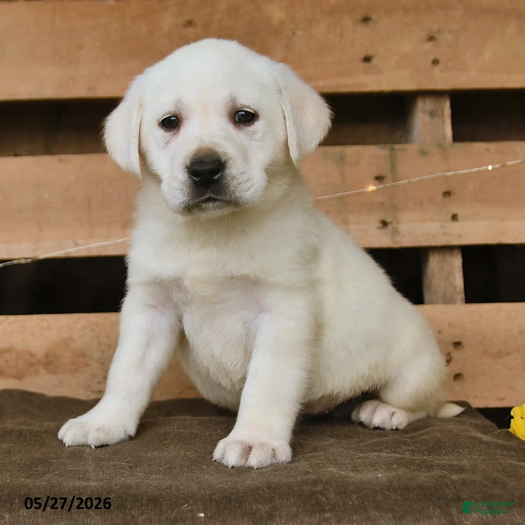 Labrador Retriever dogs for sale: Fiona - Ad 3
