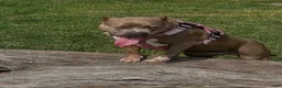 American Bully dogs for sale: American Bully 2 - Ad 3