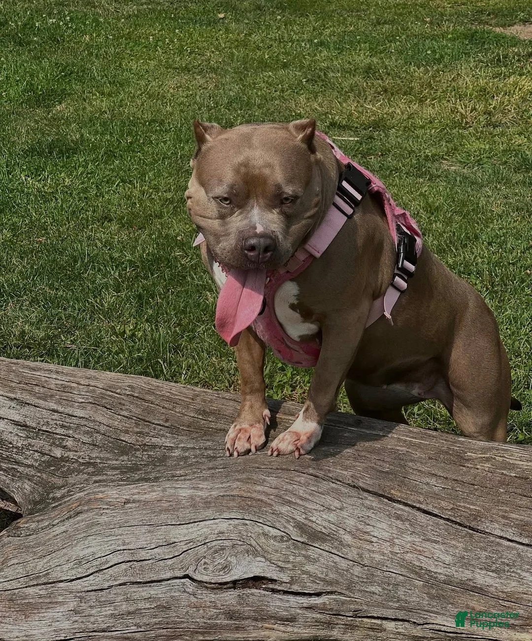 American Bully dogs for sale: American Bully 1 - Ad 4