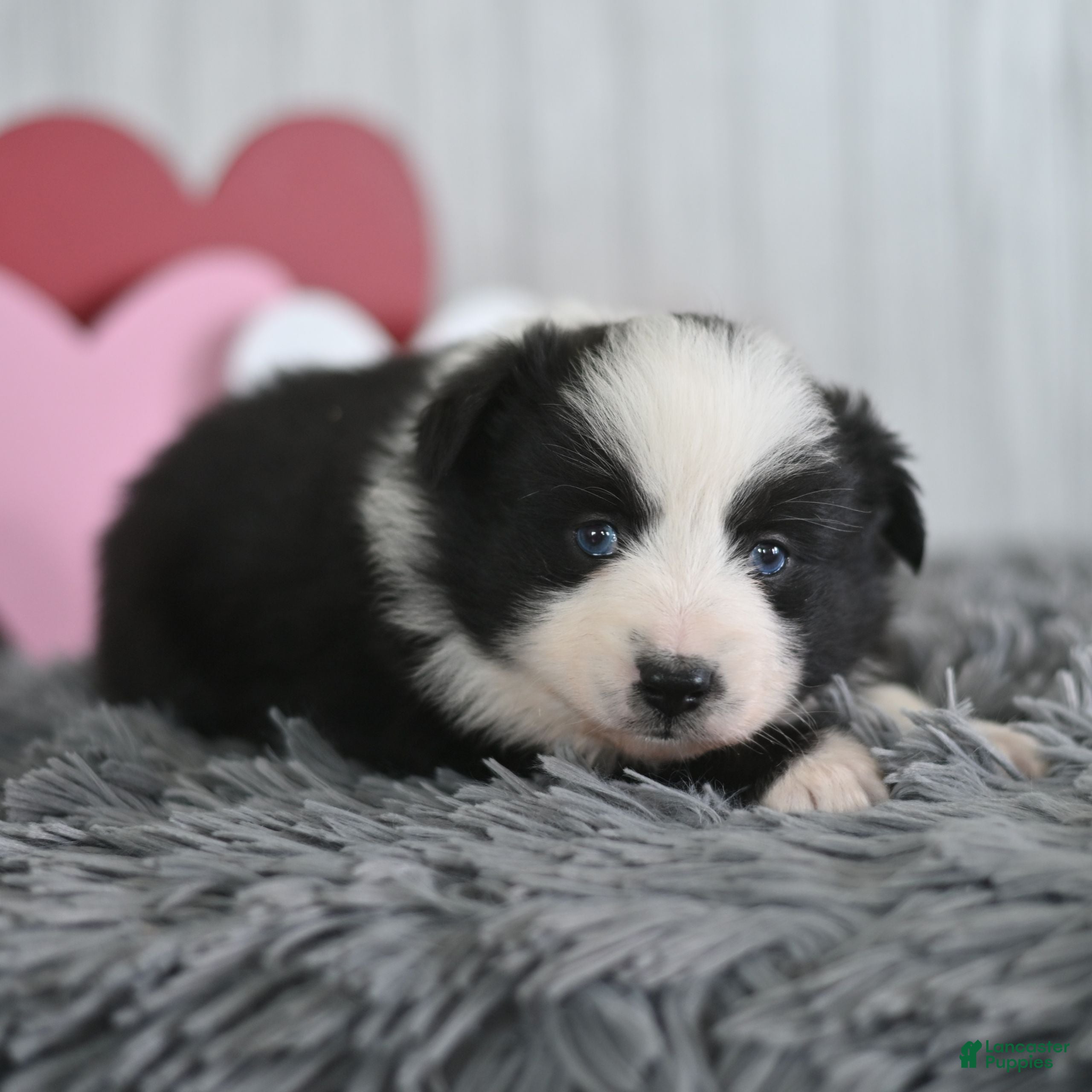 Miniature Australian Shepherd dogs Clover  - Ad 16