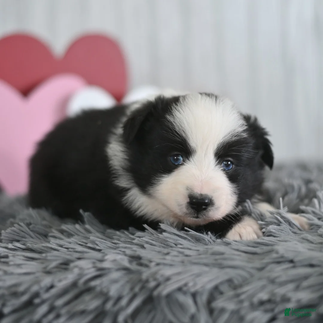 Miniature Australian Shepherd dogs for sale: Clover  - Ad 1