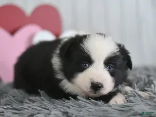 Miniature Australian Shepherd dogs Clover - Ad 16