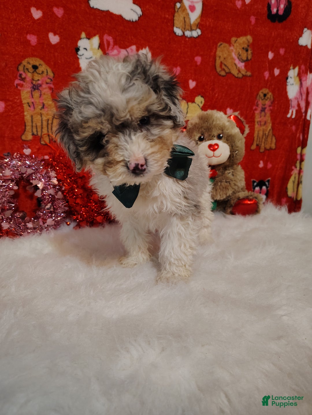 Mini Bernedoodle dogs for sale: Molly - Ad 5