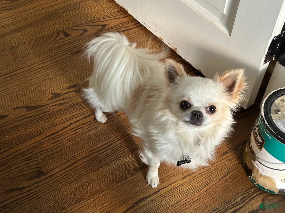 Chihuahua dogs for sale: Chihuahua Puppy 1 - Ad 7