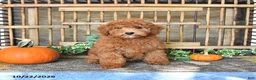Mini Goldendoodle dogs for sale: Bennet - Ad 4
