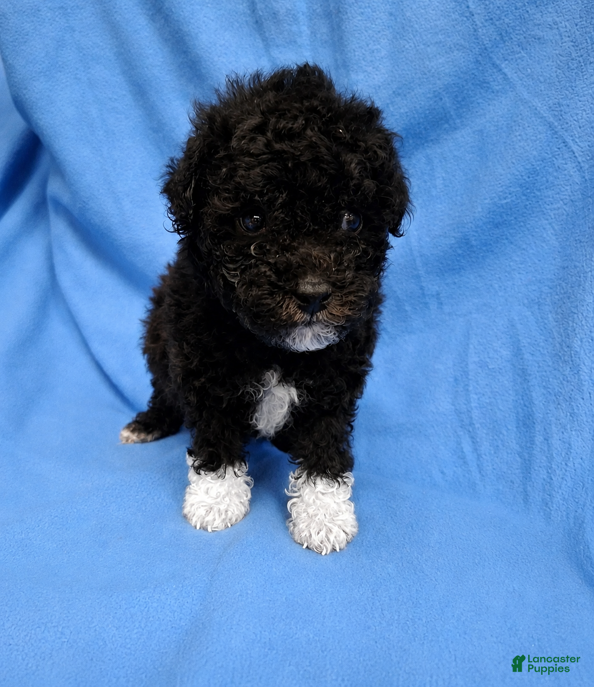 Toy Poodle dogs Shadow - AKC Registered - Ad 12