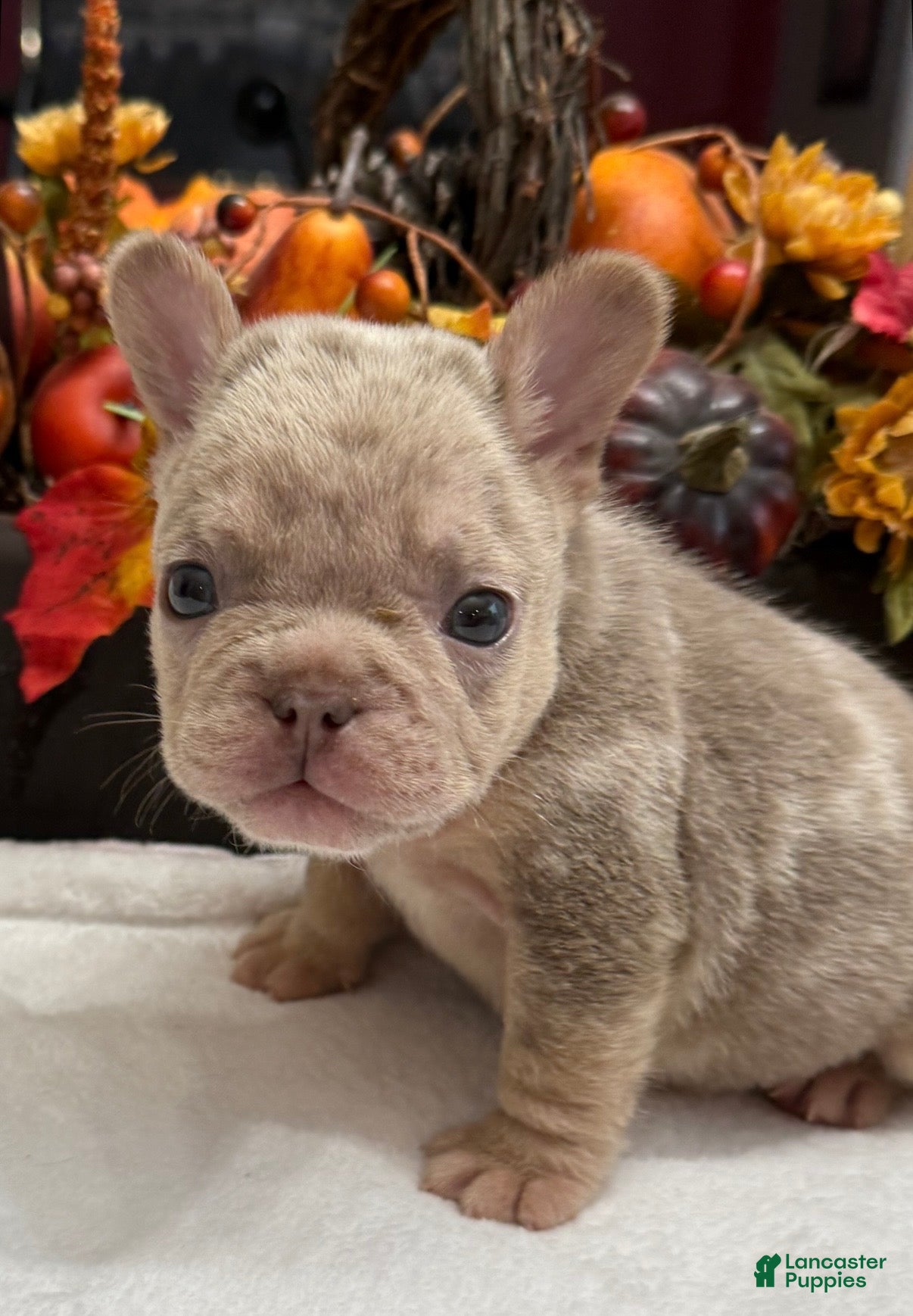 French Bulldog dogs Diesel - Ad 2