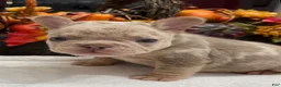 French Bulldog dogs for sale: Diesel - Ad 2