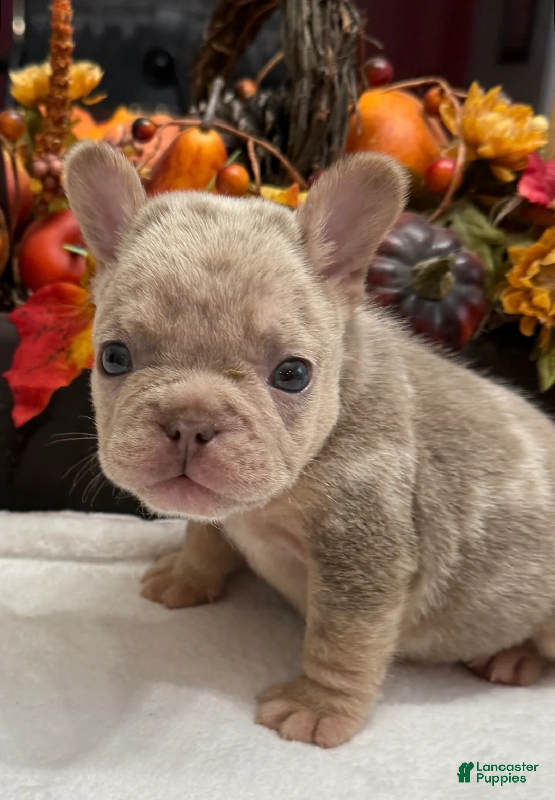 French Bulldog dogs for sale: Diesel - Ad 2