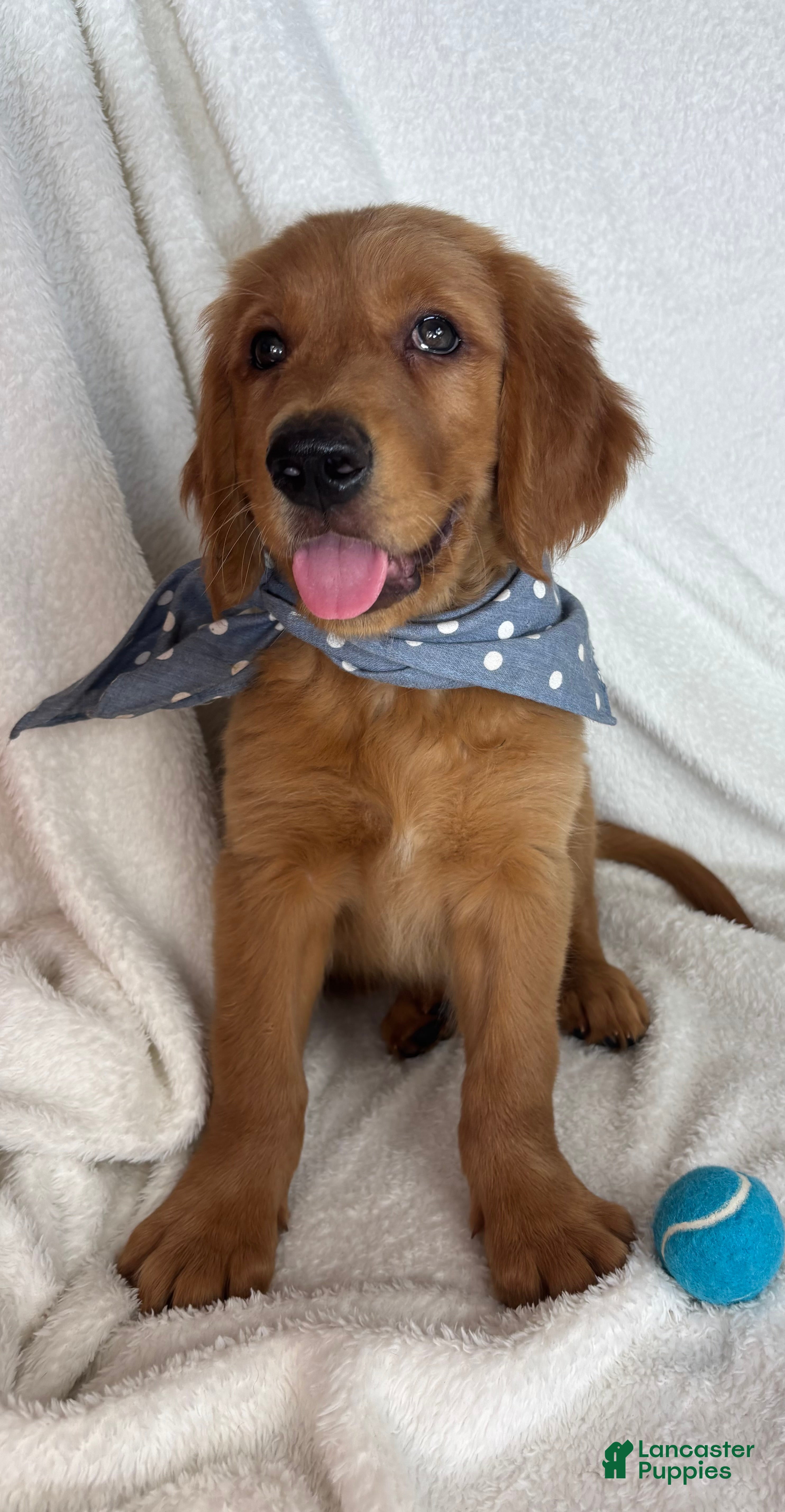 Golden Retriever dogs Goose - Ad 4
