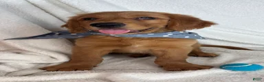 Goose
