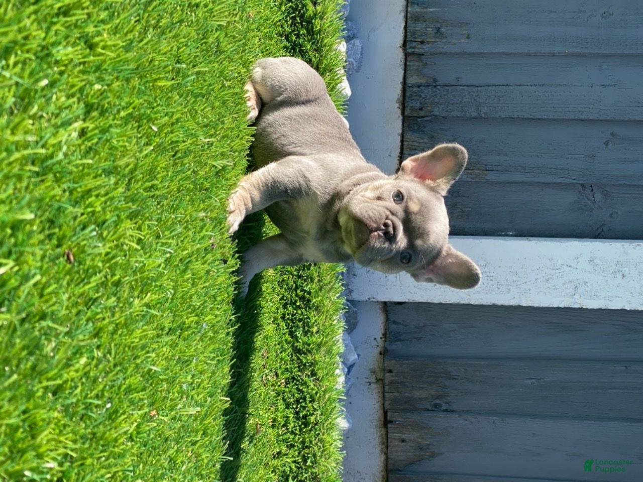 French Bulldog dogs Shelby Lilac Tan Frenchie Pup - Ad 13
