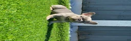 French Bulldog dogs for sale: Shelby Lilac Tan Frenchie Pup - Ad 1
