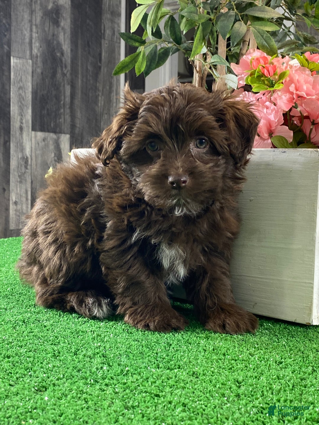 Havanese dogs for sale: Hanna  - Ad 2
