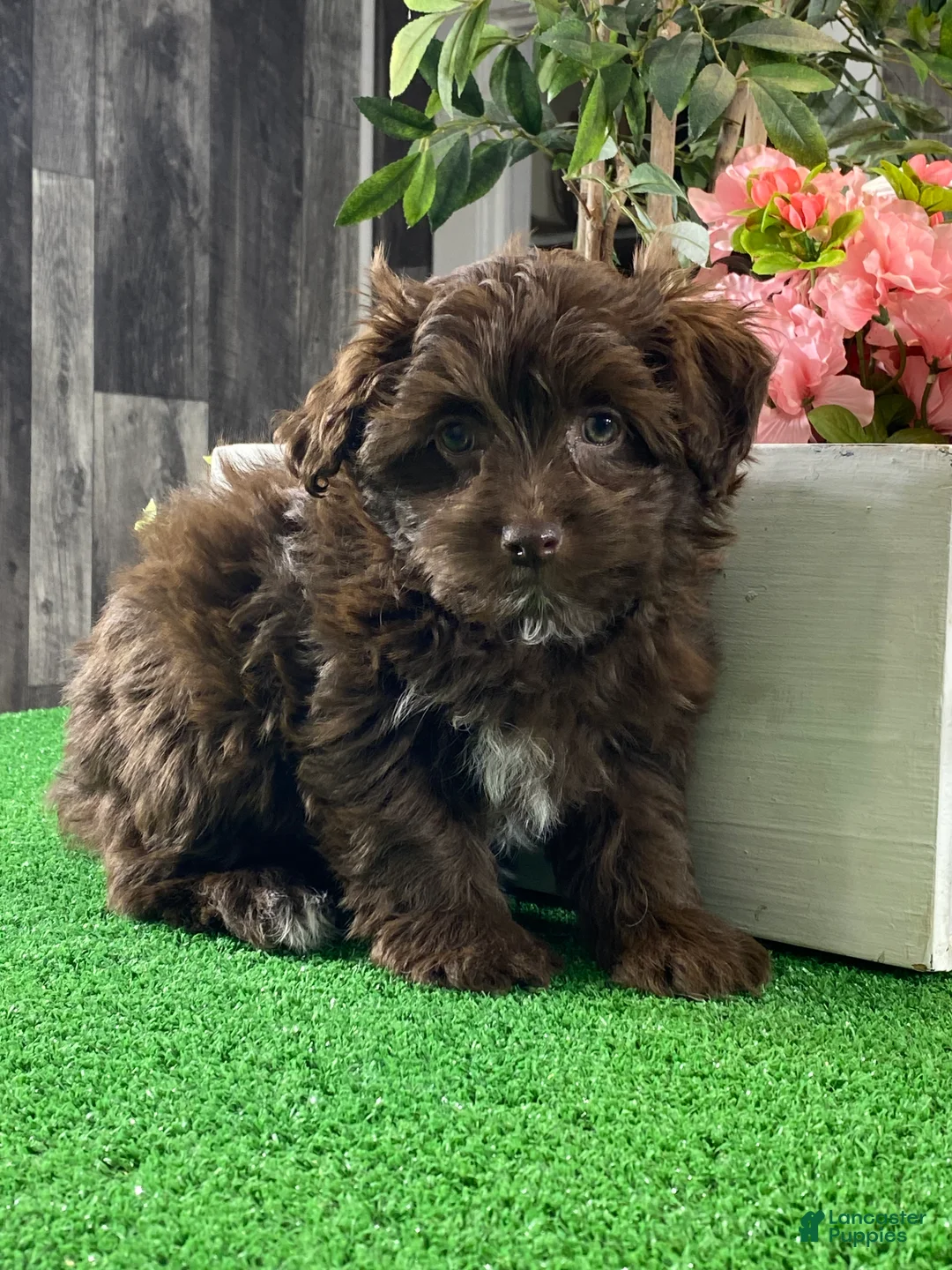 Havanese dogs for sale: Hanna  - Ad 4
