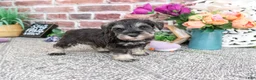 Miniature Schnauzer dogs for sale: Libby - Ad 4