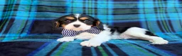 Cavalier King Charles Spaniel dogs for sale: Gus - Ad 7