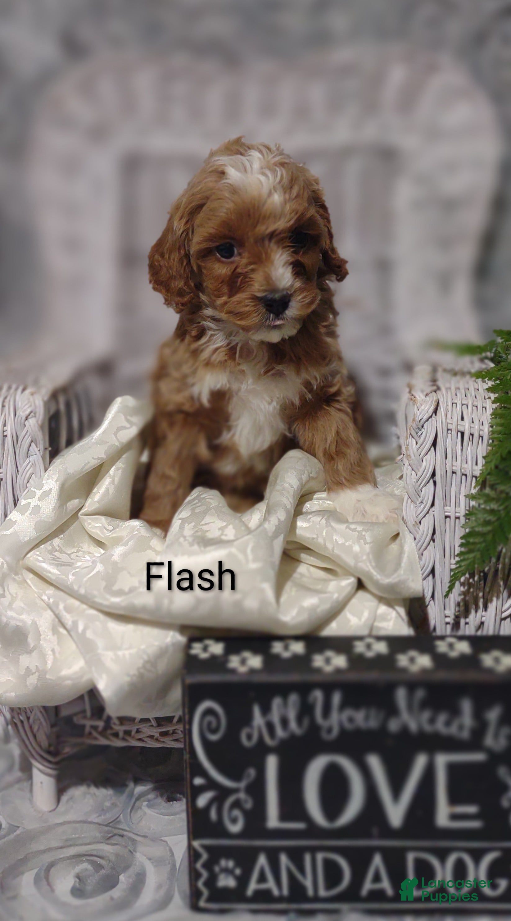 Shihpoo dogs Flash - Ad 17