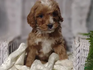 Shihpoo dogs Flash - Ad 17