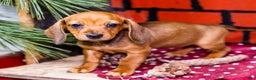 Miniature Dachshund dogs for sale: Willow - Ad 2