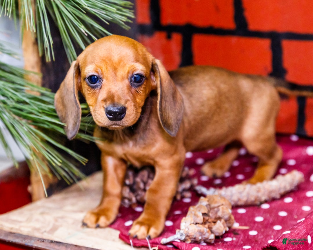 Miniature Dachshund dogs for sale: Willow - Ad 2