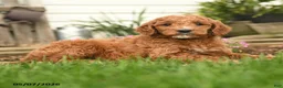 Goldendoodle dogs for sale: Rusty - Ad 3